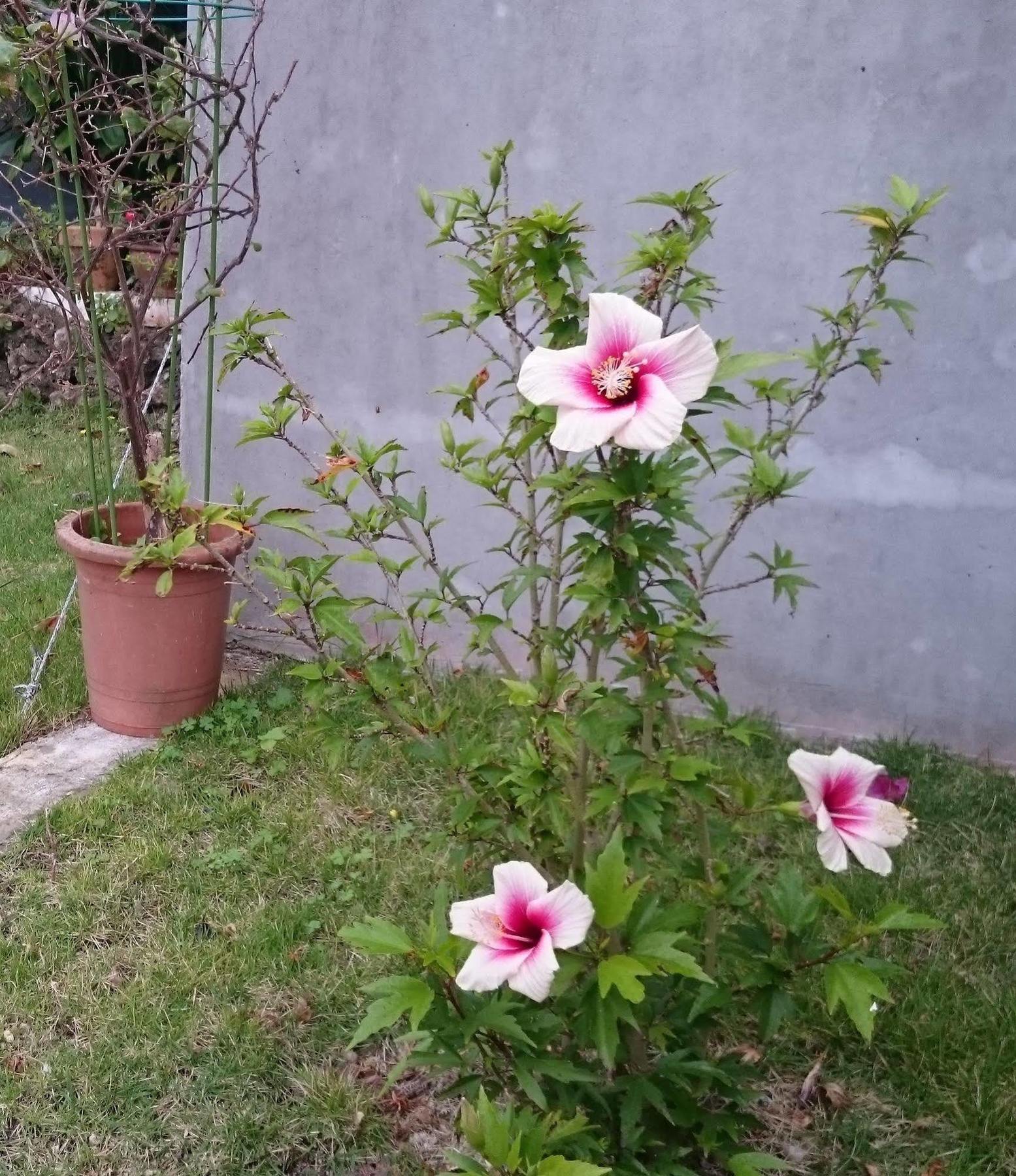 הוסטל Ishigaki  Minshuku Zabaru מראה חיצוני תמונה