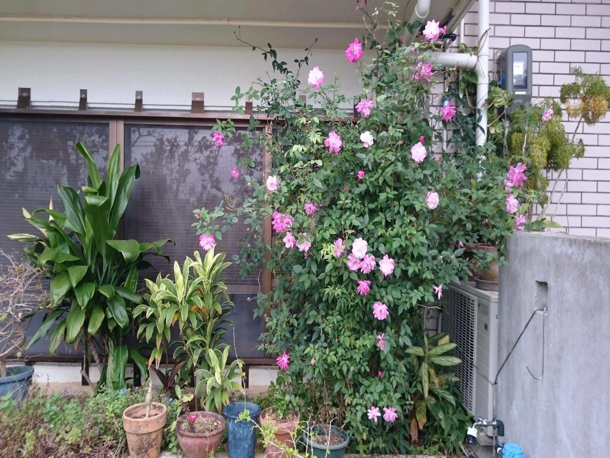 הוסטל Ishigaki  Minshuku Zabaru מראה חיצוני תמונה